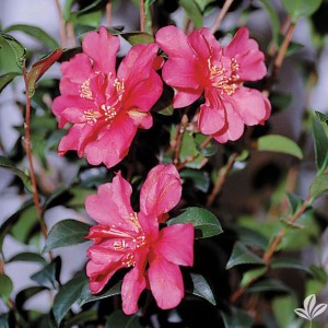 Hiryu Sasanqua Camellia, Camellia x vernalis 'Hiryu'